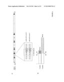 ATTENUATED HUMAN PARAINFLUENZA VIRUS, METHODS AND USES THEREOF diagram and image