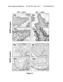 MODULATING AQUAPORINS WITH RELAXIN diagram and image