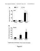 MODULATING AQUAPORINS WITH RELAXIN diagram and image