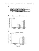 MODULATING AQUAPORINS WITH RELAXIN diagram and image