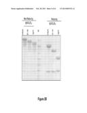 HSA-RELATED COMPOSITIONS AND METHODS OF USE diagram and image