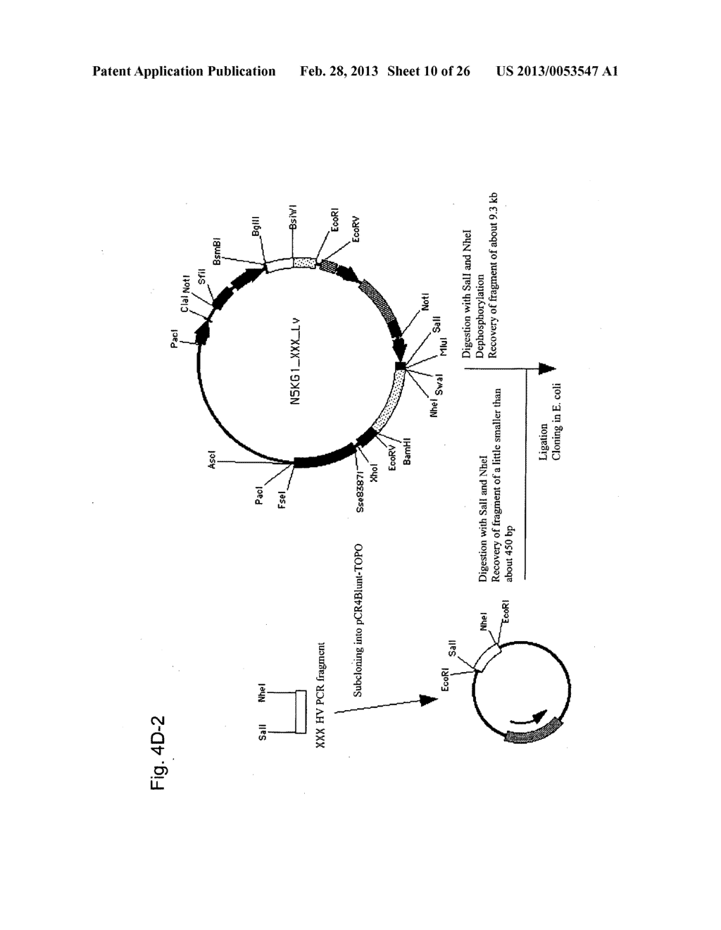 AGONIST ANTIBODY TO HUMAN THROMBOPOIETIN RECEPTOR - diagram, schematic, and image 11