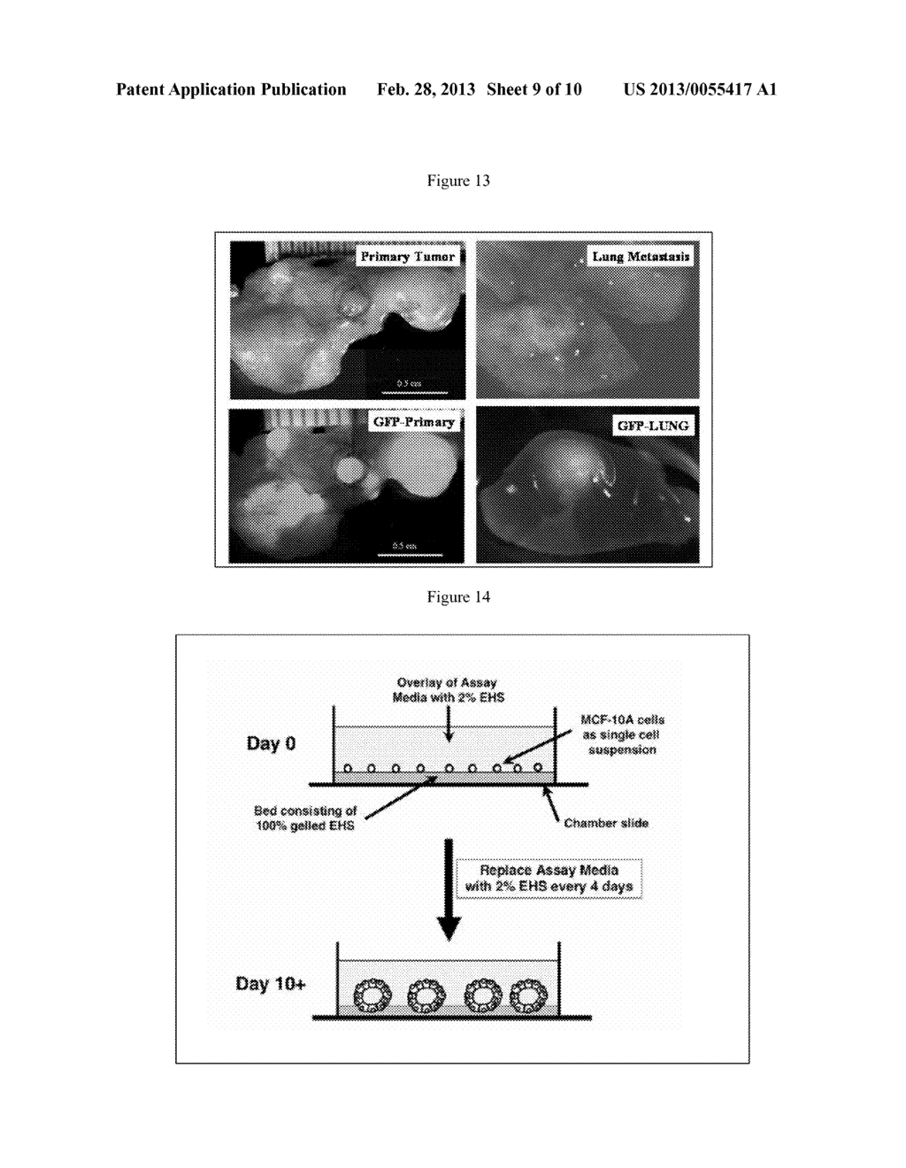 HORMONE RESPONSIVE TISSUE CULTURE SYSTEM AND USES THEREOF - diagram, schematic, and image 10