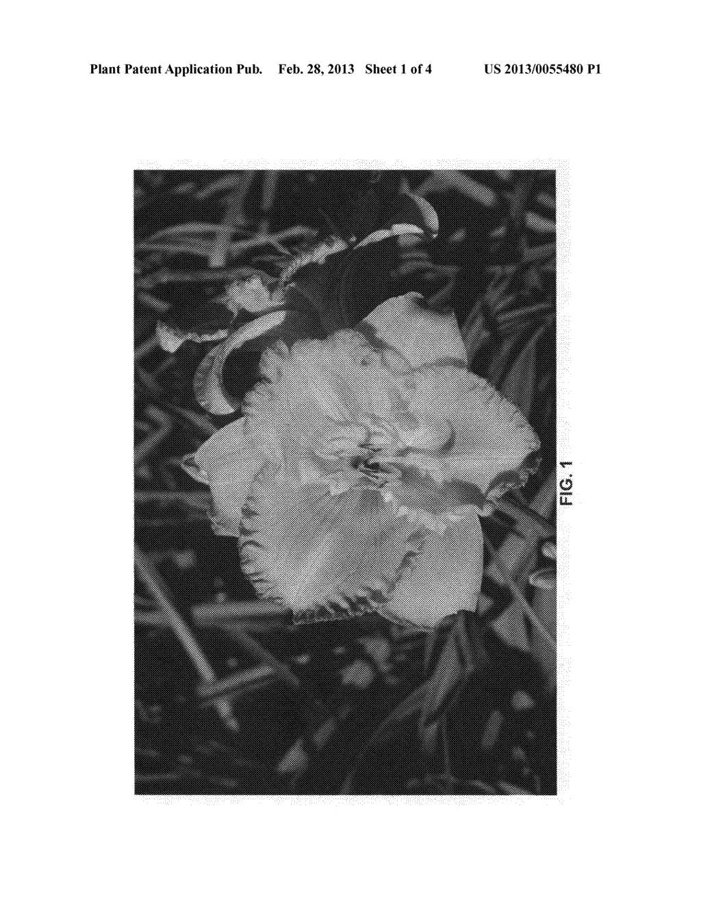 Daylily plant named 'CENTERTON ONE' - diagram, schematic, and image 04