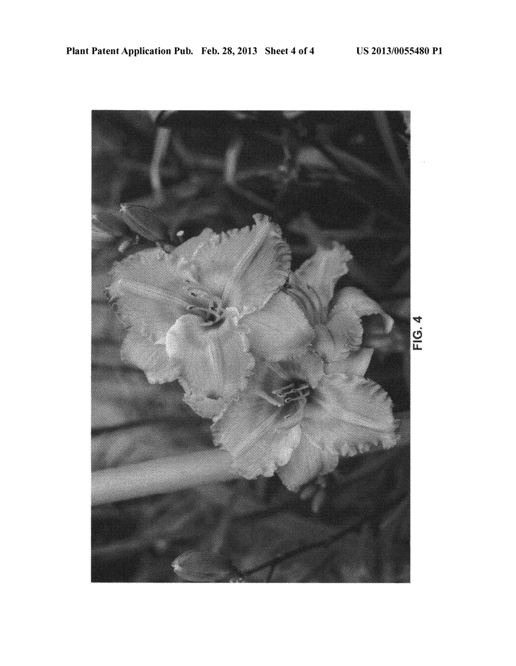 Daylily plant named 'CENTERTON ONE' - diagram, schematic, and image 07