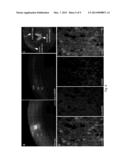 METHOD AND SYSTEM FOR MAPPING SYNAPTIC CONNECTIVITY USING LIGHT MICROSCOPY diagram and image