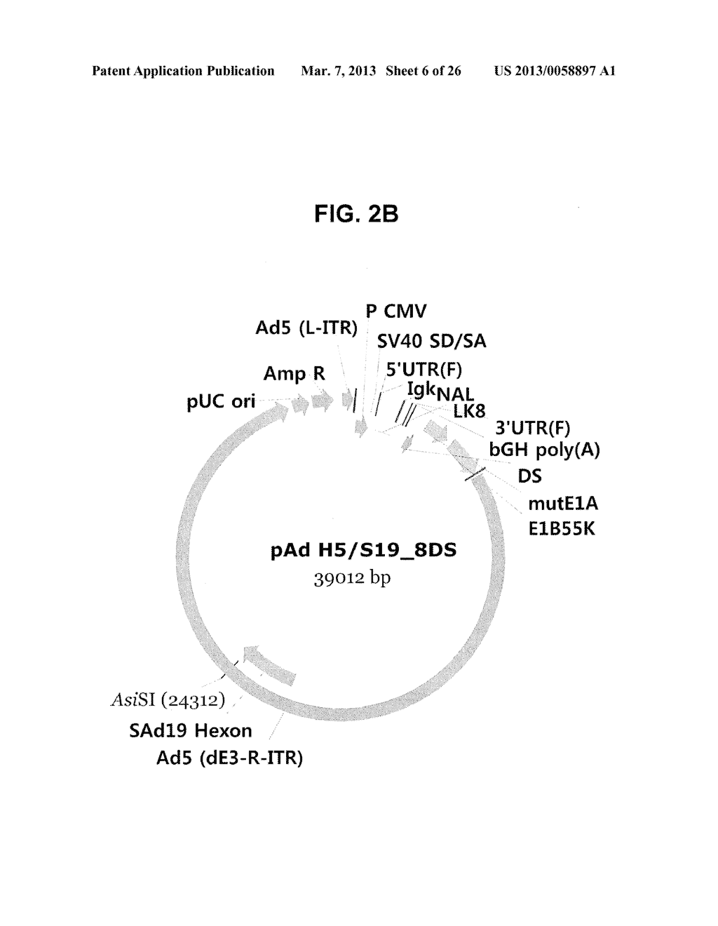 HEXON ISOLATED FROM SIMIAN ADENOVIRUS SEROTYPE 19, HYPERVARIABLE REGION     THEREOF AND CHIMERIC ADENOVIRUS USING THE SAME - diagram, schematic, and image 07