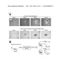 Angiohematopoietic Progenitor Cells diagram and image