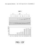 ANTIGEN BINDING PROTEINS TO PROPROTEIN CONVERTASE SUBTILISIN KEXIN TYPE 9     (PCSK9) diagram and image