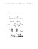 DENDRITIC CELL IMMUNORECEPTOR AGONIST diagram and image