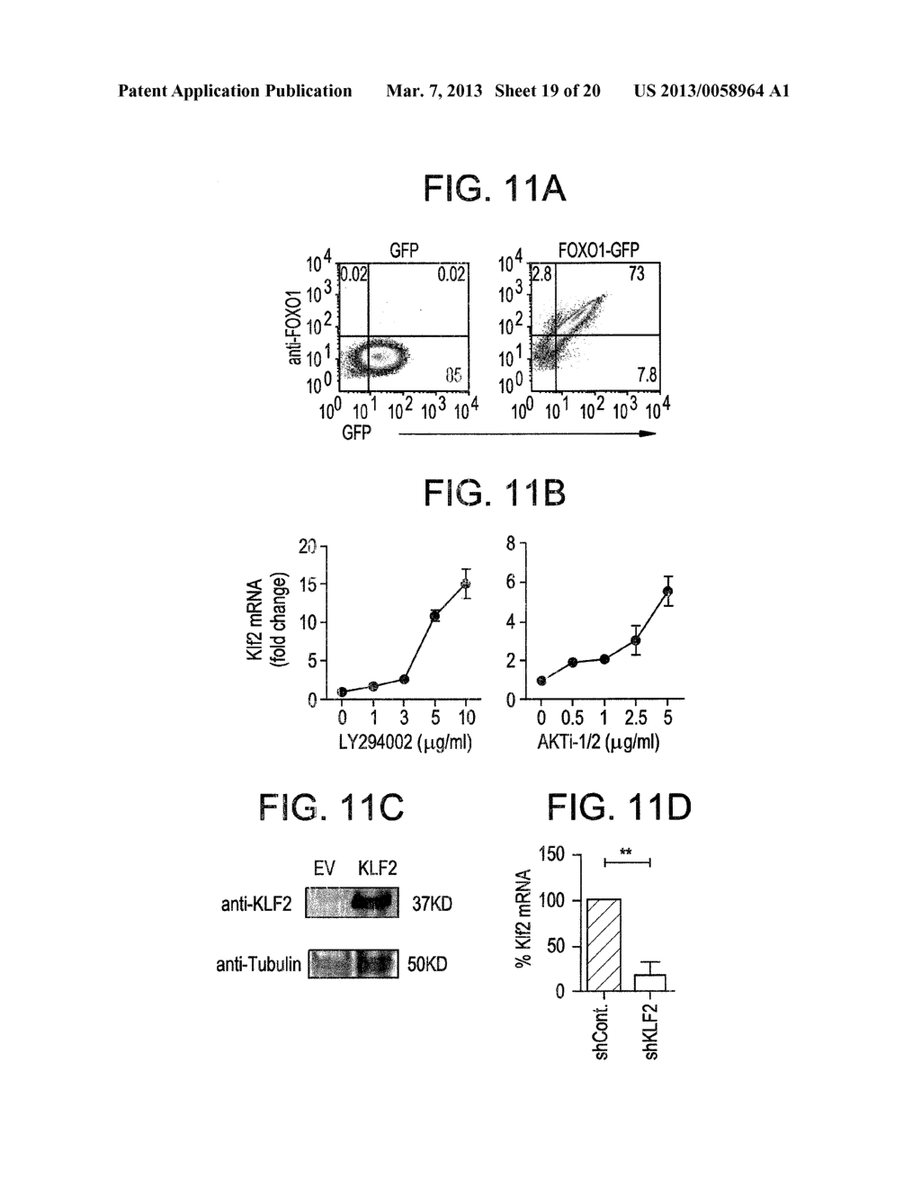 METHODS FOR ACTIVATING T CELLS AND MODULATING AN IMMUNE RESPONSE - diagram, schematic, and image 20