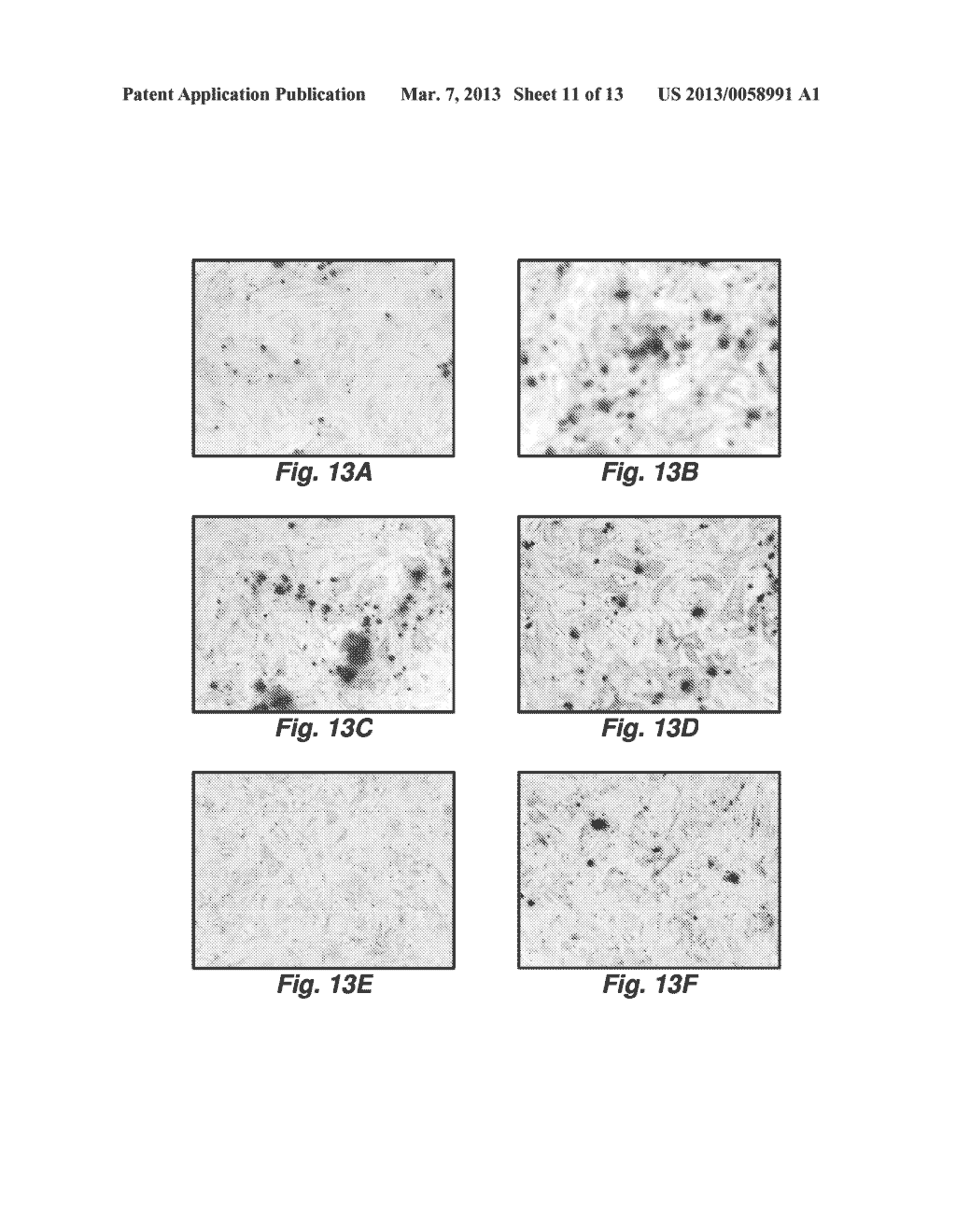 MATRICRYPTIC ECM PEPTIDES FOR TISSUE RECONSTRUCTION - diagram, schematic, and image 12