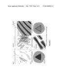 LIPOSOMES CONTAINING OLIGOPEPTIDE FRAGMENTS OF MYELIN BASIC PROTEIN, A     PHARMACEUTICAL COMPOSITION AND A METHOD FOR TREATMENT OF MULTIPLE     SCLEROSIS diagram and image