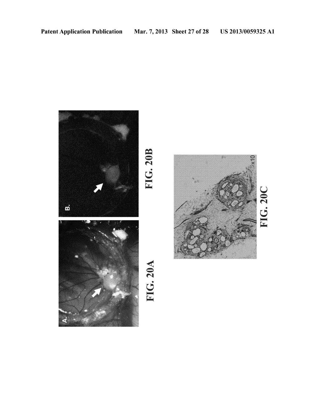 ISOLATED POPULATIONS OF ADULT RENAL CELLS AND METHODS OF ISOLATING AND     USING SAME - diagram, schematic, and image 28