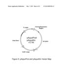 ARTIFICIAL ENTROPIC BRISTLE DOMAIN SEQUENCES AND THEIR USE IN RECOMBINANT     PROTEIN PRODUCTION diagram and image