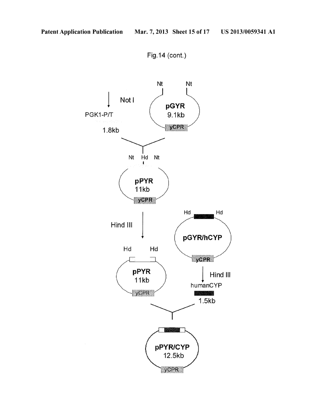 METHOD FOR PRODUCING GLUCURONIC ACID CONJUGATE USING SACCHAROMYCES     CEREVISIAE - diagram, schematic, and image 16