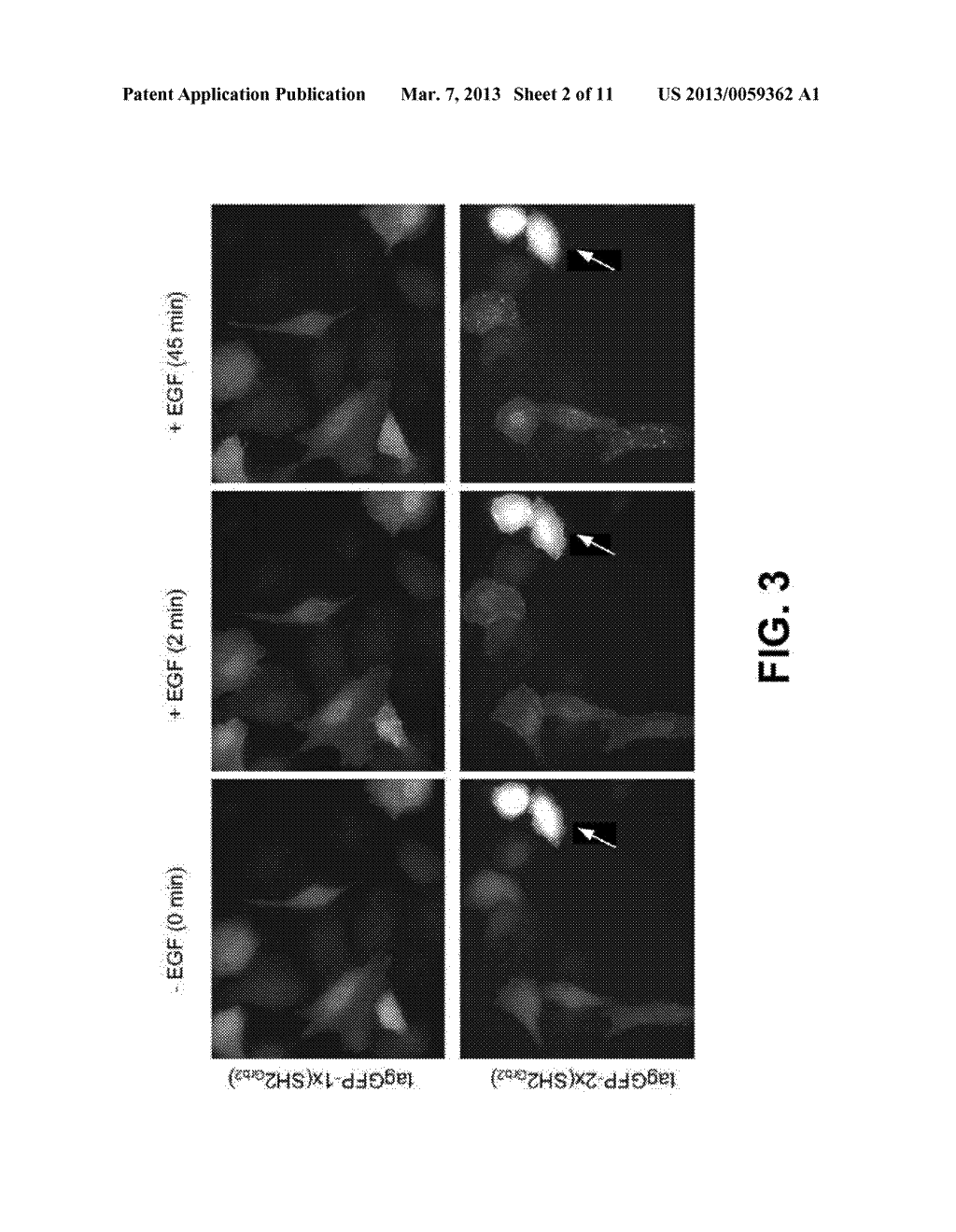 BIOSENSORS COMPRISING PROTEIN-BINDING DOMAINS AND FLUORESCENT PROTEINS - diagram, schematic, and image 03