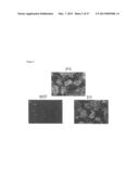 INDUCED PLURIPOTENT STEM CELLS PRODUCED WITH OCT3/4, KLF AND SOX diagram and image