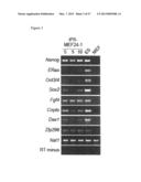 INDUCED PLURIPOTENT STEM CELLS PRODUCED WITH OCT3/4, KLF AND SOX diagram and image