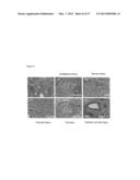 INDUCED PLURIPOTENT STEM CELLS PRODUCED WITH OCT3/4, KLF AND SOX diagram and image