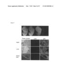 INDUCED PLURIPOTENT STEM CELLS PRODUCED WITH OCT3/4, KLF AND SOX diagram and image