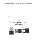 INDUCED PLURIPOTENT STEM CELLS PRODUCED WITH OCT3/4, KLF AND SOX diagram and image