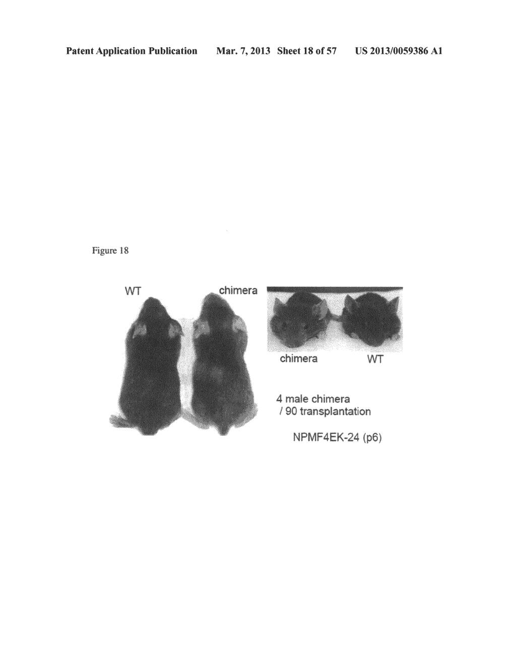 INDUCED PLURIPOTENT STEM CELLS PRODUCED WITH OCT3/4, KLF AND SOX - diagram, schematic, and image 19