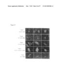 INDUCED PLURIPOTENT STEM CELLS PRODUCED WITH OCT3/4, KLF AND SOX diagram and image