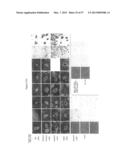 INDUCED PLURIPOTENT STEM CELLS PRODUCED WITH OCT3/4, KLF AND SOX diagram and image