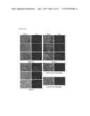 INDUCED PLURIPOTENT STEM CELLS PRODUCED WITH OCT3/4, KLF AND SOX diagram and image