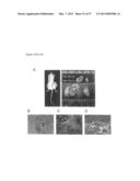 INDUCED PLURIPOTENT STEM CELLS PRODUCED WITH OCT3/4, KLF AND SOX diagram and image