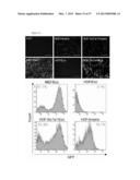 INDUCED PLURIPOTENT STEM CELLS PRODUCED WITH OCT3/4, KLF AND SOX diagram and image