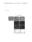 INDUCED PLURIPOTENT STEM CELLS PRODUCED WITH OCT3/4, KLF AND SOX diagram and image
