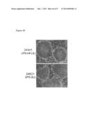 INDUCED PLURIPOTENT STEM CELLS PRODUCED WITH OCT3/4, KLF AND SOX diagram and image