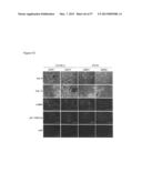 INDUCED PLURIPOTENT STEM CELLS PRODUCED WITH OCT3/4, KLF AND SOX diagram and image