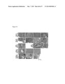 INDUCED PLURIPOTENT STEM CELLS PRODUCED WITH OCT3/4, KLF AND SOX diagram and image