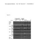 INDUCED PLURIPOTENT STEM CELLS PRODUCED WITH OCT3/4, KLF AND SOX diagram and image