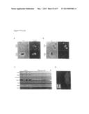 INDUCED PLURIPOTENT STEM CELLS PRODUCED WITH OCT3/4, KLF AND SOX diagram and image