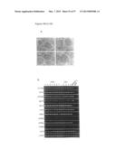 INDUCED PLURIPOTENT STEM CELLS PRODUCED WITH OCT3/4, KLF AND SOX diagram and image