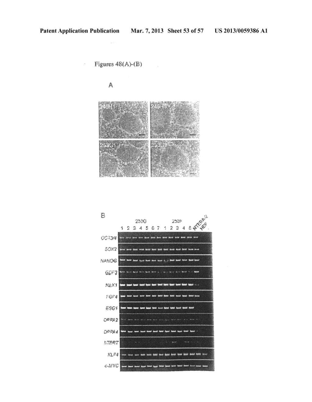 INDUCED PLURIPOTENT STEM CELLS PRODUCED WITH OCT3/4, KLF AND SOX - diagram, schematic, and image 54