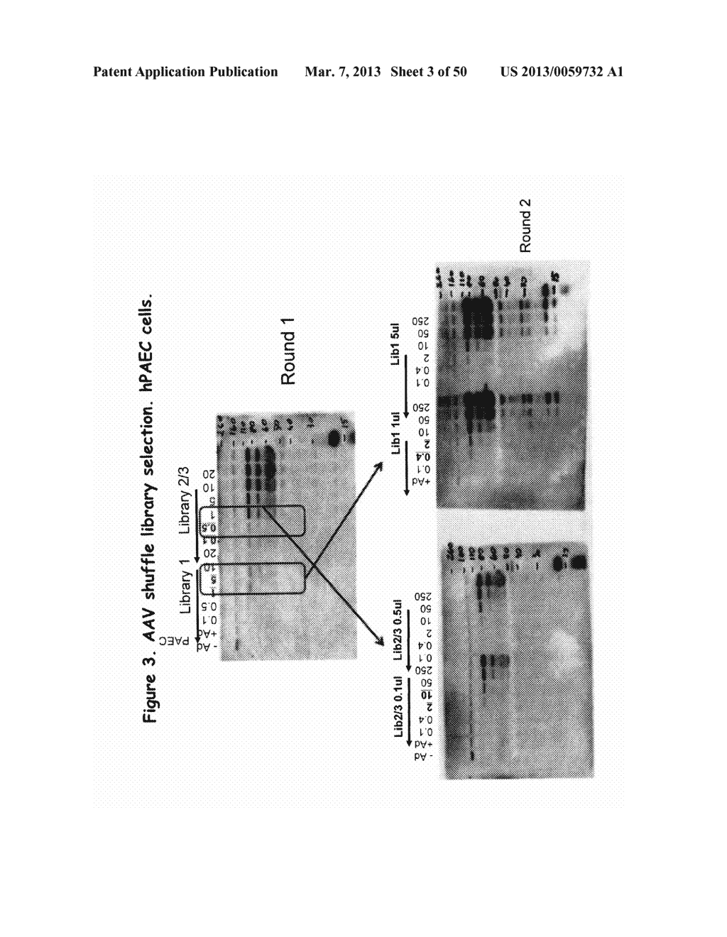 AAV CAPSID PROTEINS FOR NUCLEIC ACID TRANSFER - diagram, schematic, and image 04