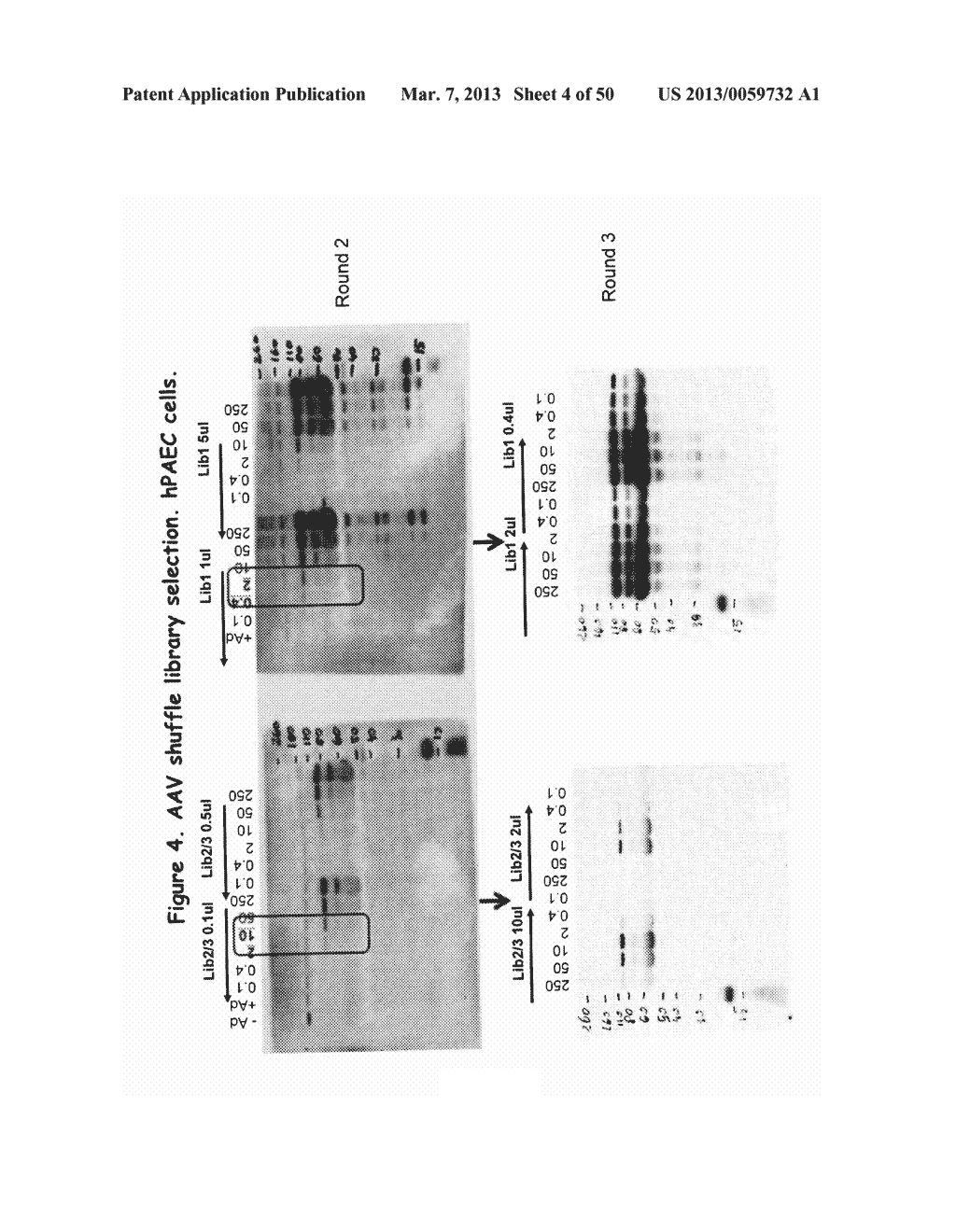 AAV CAPSID PROTEINS FOR NUCLEIC ACID TRANSFER - diagram, schematic, and image 05