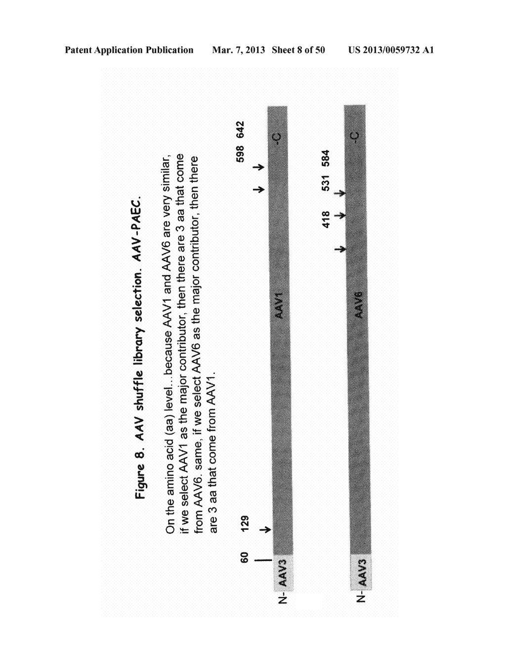 AAV CAPSID PROTEINS FOR NUCLEIC ACID TRANSFER - diagram, schematic, and image 09