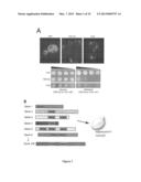 Novel Gene Targets Associated with Amyotrophic Lateral Sclerosis and     Methods of Use Thereof diagram and image