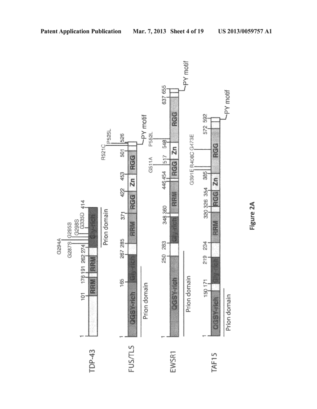 Novel Gene Targets Associated with Amyotrophic Lateral Sclerosis and     Methods of Use Thereof - diagram, schematic, and image 05