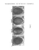 Novel Gene Targets Associated with Amyotrophic Lateral Sclerosis and     Methods of Use Thereof diagram and image