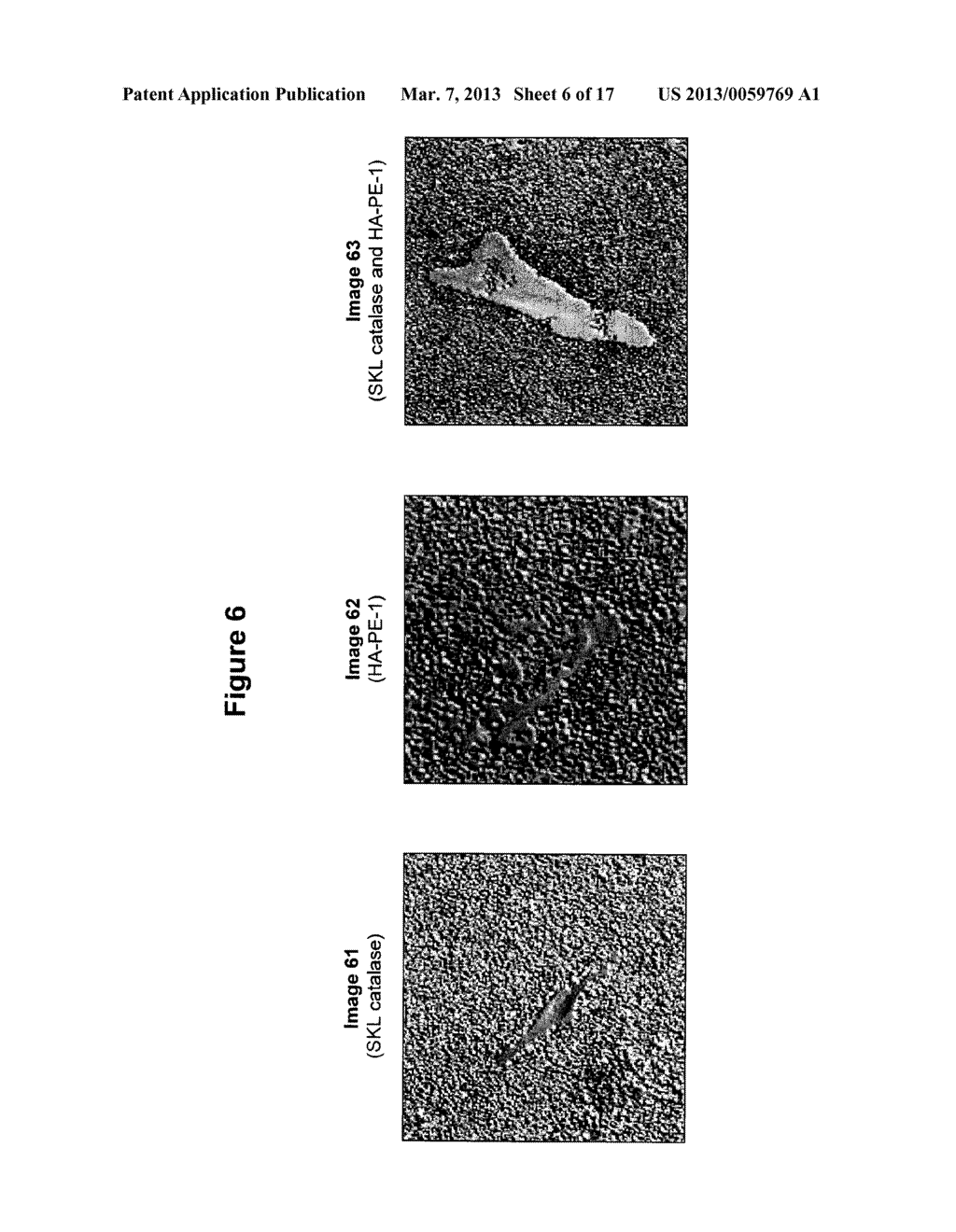 TOPICALLY ADMINISTERED, SKIN-PENETRATING GLYCOSAMINOGLYCAN FORMULATIONS     SUITABLE FOR USE IN COSMETIC AND PHARMACEUTICAL APPLICATIONS - diagram, schematic, and image 07