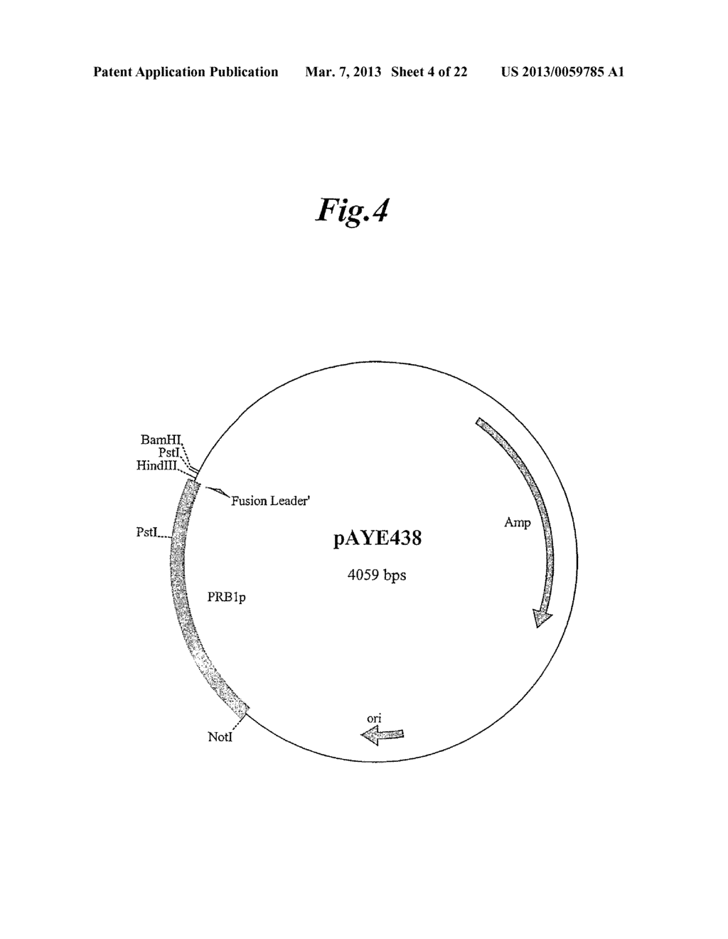 Gene and Polypeptide Sequences - diagram, schematic, and image 05