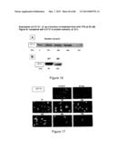 Traceability of Cellular Cycle Ano diagram and image