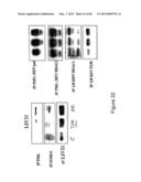 Traceability of Cellular Cycle Ano diagram and image